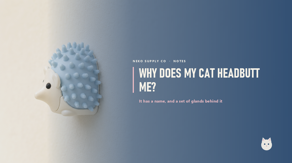 Why does my cat headbutt me?